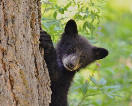 A black bear cub clings to the side of a tree