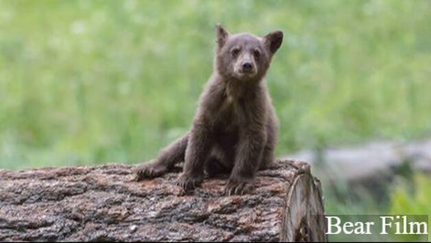 A fuzzy bear cub sits on a log with one leg sticking out to the side