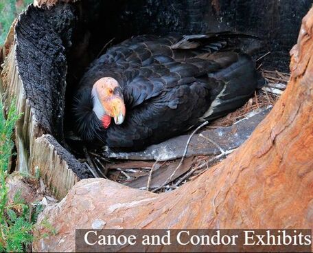 A California condor lays inside the burnt hollow of a redwood tree