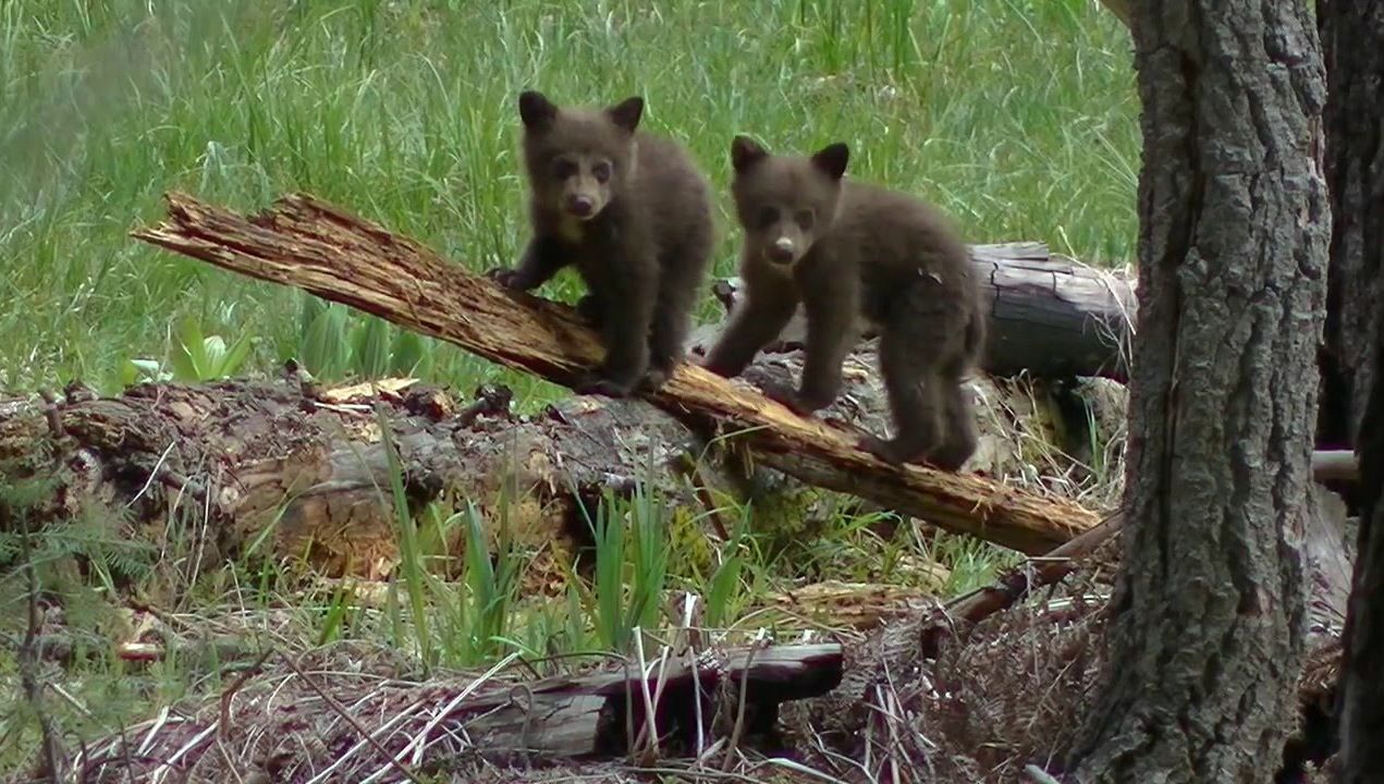 Two black bear cubs crawl along a log in a meadow