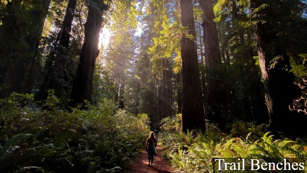 A person hikes along a dirt path surrounded by ferns and tall redwood trees with light streaming through the trees