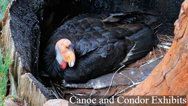 A California condor lays inside the burnt hollow of a redwood tree