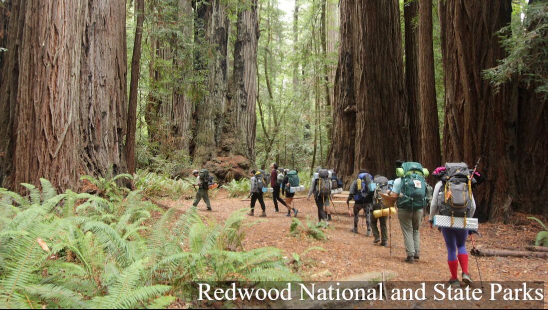 A group of people with large backpacks walks among a group of large redwood trees