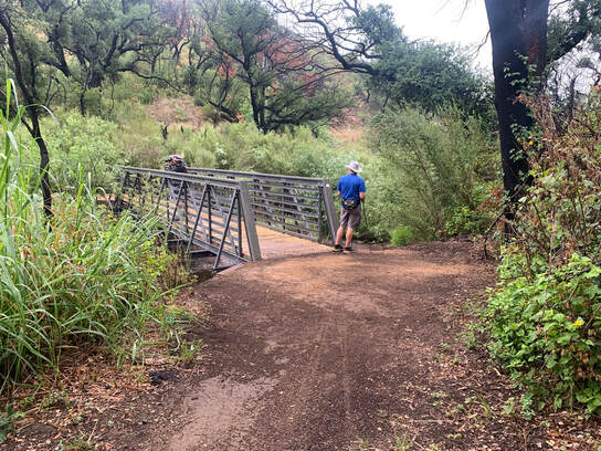 A hiker stands adjacent to a brand new bridge on a dirt trail among trees and bushes