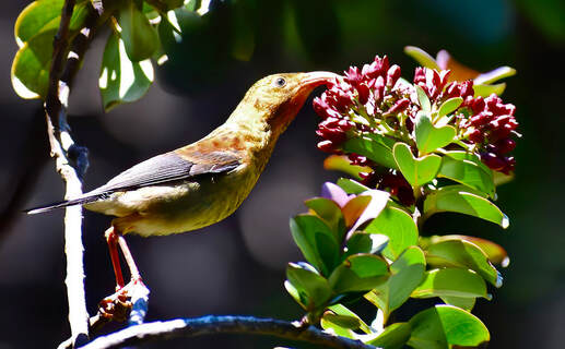 A juvenile 'I'iwi bird sucks nectar out of a 'Iliahi bloom