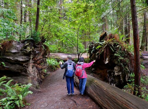 Two people in the middle of two large downed redwood trees, each looking at one on either side of the path