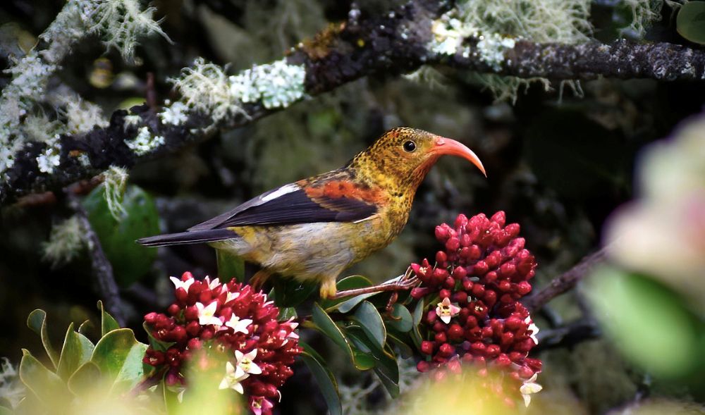 A bird with a curved beak stands on a bright red flowering plant