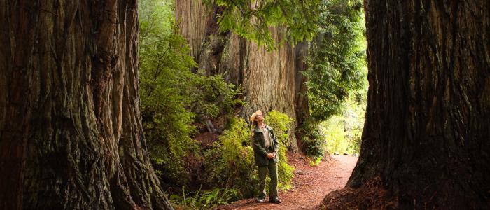 A ranger in uniform looks up at very tall redwood trees